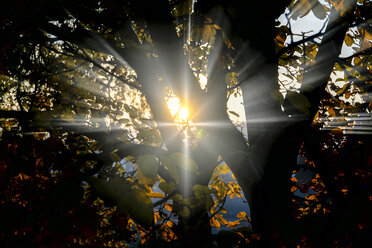 Walnussbaum im Herbst im Gegenlicht - HOHF001380