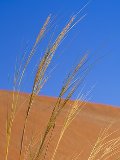 Namibia, Sossusvlei, Sanddüne und Gräser - AMF004456