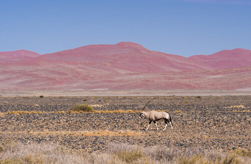 Namibia, Sossusvlei, Tsarisberge, Gemsbock, Oryxgazelle - AMF004457