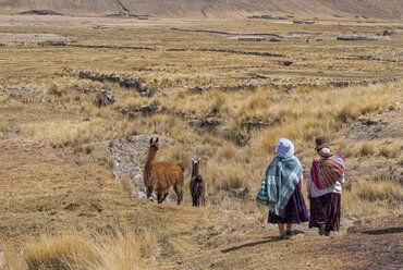 Bolivien, Bezirk La Paz, Altiplano, Zwei Aymara-Frauen wandern mit zwei Lamas durch die bolivianische Hochebene - LOMF000093