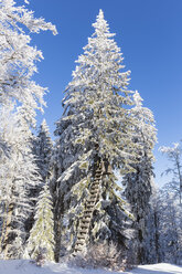 Germany, Bavaria, Bohemian Forest in winter, raised hide - FOF008355