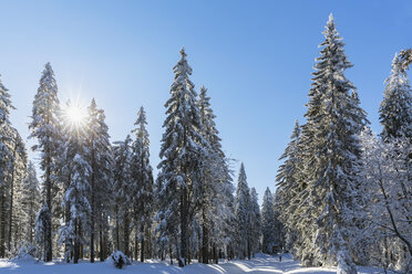 Deutschland, Bayern, Böhmerwald im Winter - FOF008357