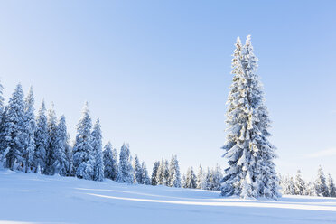 Germany, Bavaria, Bohemian Forest in winter - FOF008359