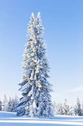 Deutschland, Bayern, Böhmerwald im Winter - FOF008360