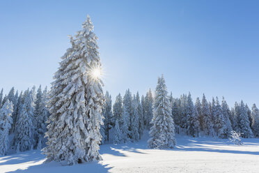 Deutschland, Bayern, Böhmerwald im Winter - FOF008361