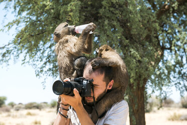 Namibia, Fotograf fotografiert mit drei Babypavianen auf den Schultern - GEMF000499