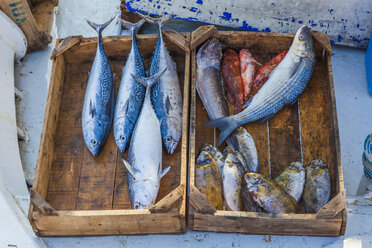 Griechenland, Rhodos, frischer Fisch am Hafen - WDF003417