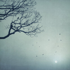 Silhouette of tree and flying birds at sunrise - DWIF000649