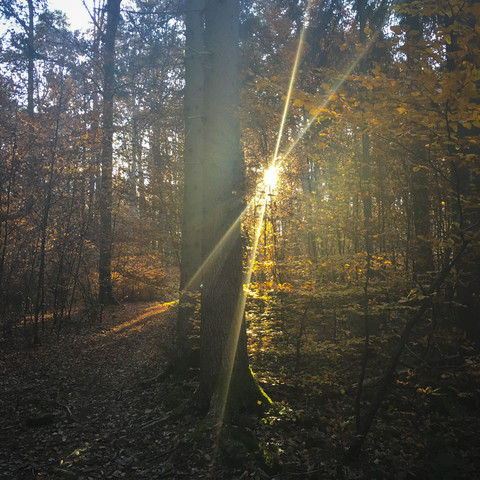 Herbstwald, lizenzfreies Stockfoto