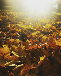 Autumn leaves in sunshine - LVF004194