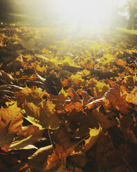 Herbstblätter im Sonnenschein - LVF004194