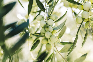 Olives at tree - JRFF000219