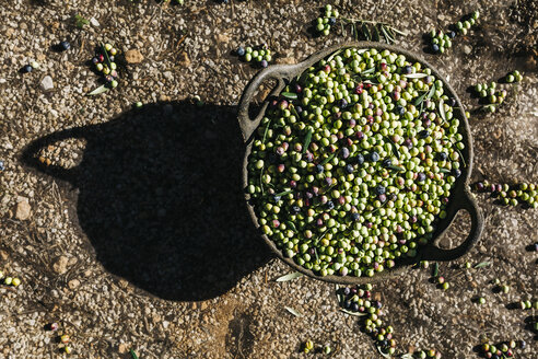 Spanien, Tarragona, Korb mit geernteten Oliven - JRFF000222