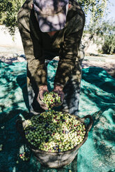Spain, Tarragona, senior man with handful of harvested olives - JRFF000225