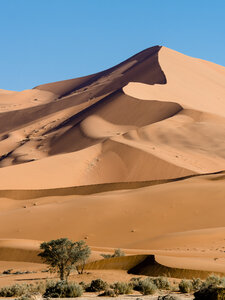 Afrika, Namibia, Hardap, Kameldorn in der Wüste Namib, Sanddüne - AMF004477