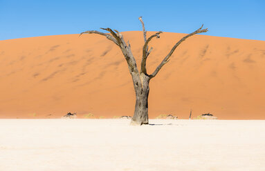 Namibia, Namib-Wüste, toter Baum im Deadvlei - GEMF000511