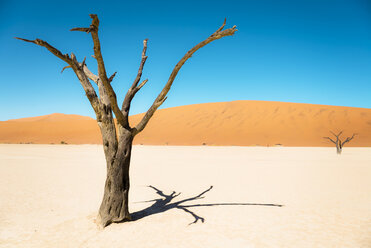 Namibia, Namib-Wüste, toter Baum im Deadvlei - GEMF000512