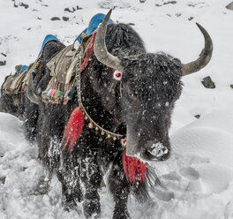 Nepal, Himalaya, Khumbu, Dughla, Yaks im Schneefall - ALRF000176