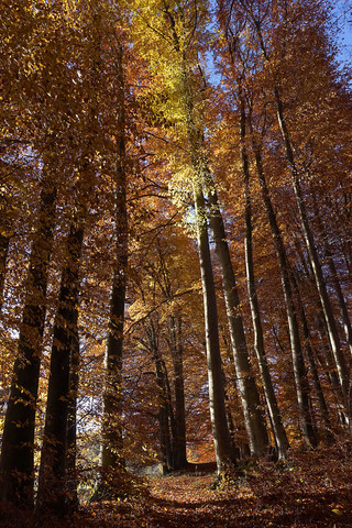 Deutschland, Bayern, Bäume im Herbst, lizenzfreies Stockfoto