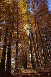 Deutschland, Bayern, Bäume im Herbst - TMF000080