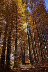 Germany, Bavaria, trees in autumn - TMF000080