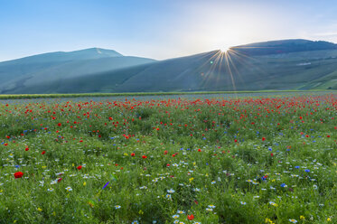 Italien, Blick auf den Parco Nazionale dei Monti Sibillini, Blüte am Piano Grande von Castelluccio in Norcia - LOMF000102