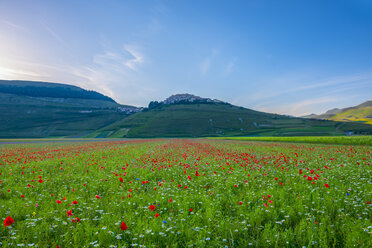 Italien, Blick auf den Parco Nazionale dei Monti Sibillini, Blüte am Piano Grande von Castelluccio in Norcia - LOMF000104