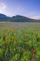 Italien, Blick auf den Parco Nazionale dei Monti Sibillini, Blüte am Piano Grande von Castelluccio in Norcia - LOMF000105