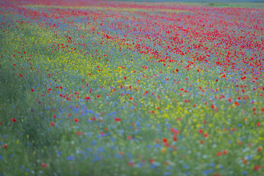 Italien, Umbrien, Nationalpark Monti Sibillini, Blüte am Piano Grande von - LOMF000106