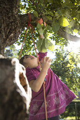 Mädchen greift nach einem Apfel am Baum - FKF001626