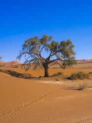 Namibia, Hardap, Naukluft Park, camel thorn at edge of Namib Desert - AMF004504