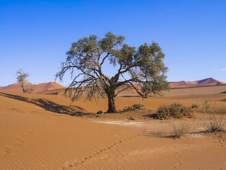 Namibia, Hardap, Naukluft Park, camel thorn at edge of Namib Desert - AMF004505