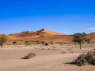 Namibia, Hardap, Naukluft Park, view to dunes of Namib Desert with camel thorns in the foreground - AMF004506