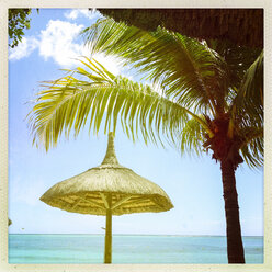 Mauritius, palm beach - JUNF000479