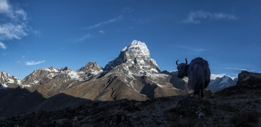 Nepal, Himalaya, Khumbu, Everest-Region, Taboche, Yak in den Bergen - ALRF000185