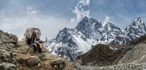 Nepal, Himalaya, Khumbu, Everest Region, Taboche, Yak auf Fels stehend, lizenzfreies Stockfoto