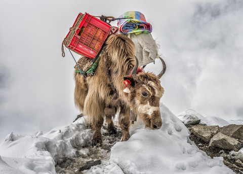 Nepal, Himalaya, Khumbu, Everest-Region, Yak mit Vorräten, lizenzfreies Stockfoto