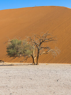 Afrika, Namibia, Hardap, Kameldorn in der Wüste Namib, Sanddüne - AMF004512