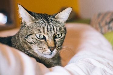 Portrait of tabby cat lying on bed - GEMF000526