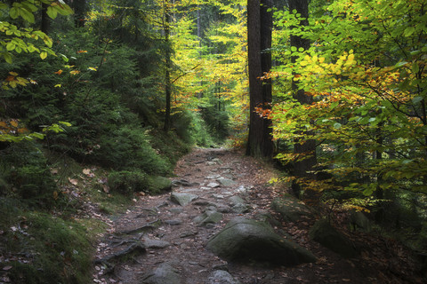 Polen, Sudeten, Riesengebirge, Nationalpark Karkonoski, Bergpfad im Herbstwald, lizenzfreies Stockfoto