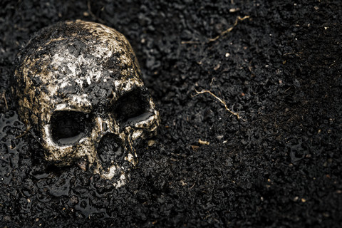 Skull in wet soil stock photo