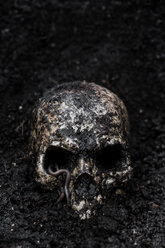 Skull in wet soil with earthworm - MID000703