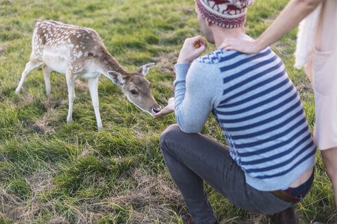 Pärchen füttert Rehe auf einer Wiese - BOYF000006