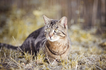 Portrait of tabby cat hunting - CZF000233