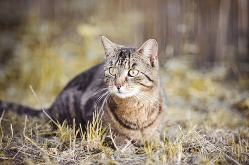 Porträt einer getigerten Katze auf der Jagd - CZF000233