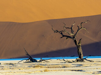 Namibia, Naukluft Park, Namib Wüste, Dead Vlei, toter Kameldorn vor Düne - AMF004529