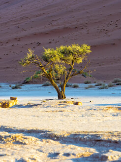 Namibia, Naukluft Park, Namib Wüste, Dead Vlei, Kameldorn vor Düne - AMF004530