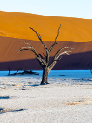 Namibia, Naukluft Park, Namib Wüste, Dead Vlei, toter Kameldorn vor Düne - AMF004532