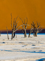 Namibia, Naukluft Park, Namib-Wüste, Dead Vlei, tote Kameldornen vor der Düne - AMF004533