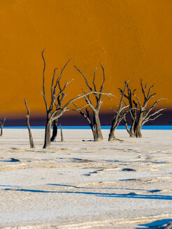 Namibia, Naukluft Park, Namib-Wüste, Dead Vlei, tote Kameldornen vor der Düne - AMF004533